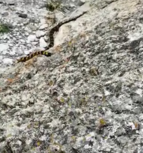 Oaxacan Coralsnake
