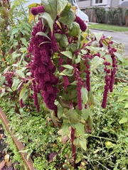 Amaranthus caudatus