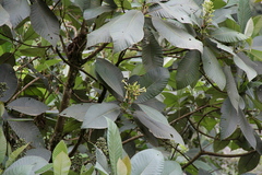 Palicourea reticulata