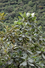 Palicourea reticulata