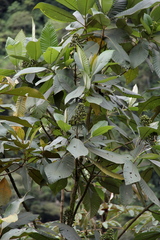 Palicourea reticulata