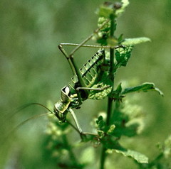 Ephippiger discoidalis