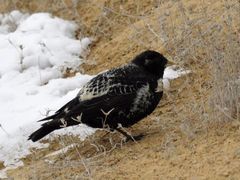 Melanocorypha yeltoniensis