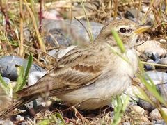 Calandrella acutirostris