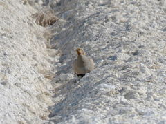 Syrrhaptes paradoxus