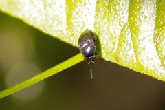 Discomyza