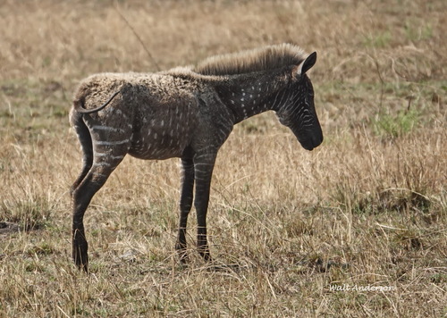 Plains Zebra, Mara, TZ, photo 9 of 10