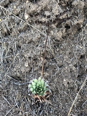 Dudleya candelabrum