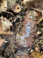 Protopannaria pezizoides