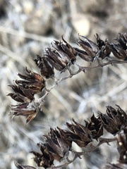 Dudleya candelabrum