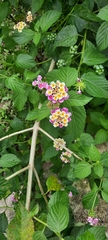 Lantana camara image