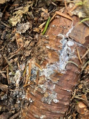 Protopannaria pezizoides