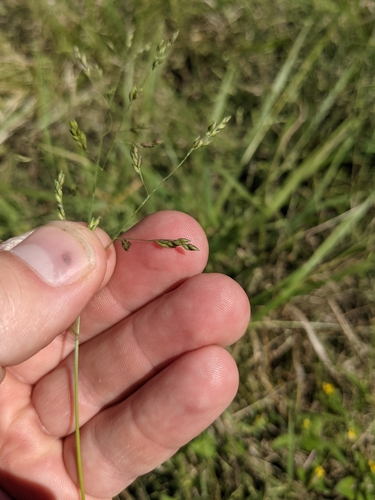 Image of Panicum diffusum by (c) Cleveland Powell, some rights reserved (CC BY)