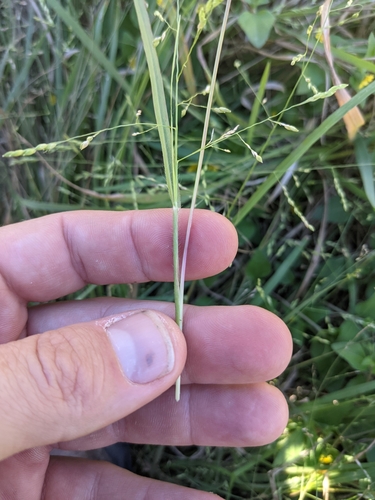 Image of Panicum diffusum by (c) Cleveland Powell, some rights reserved (CC BY)