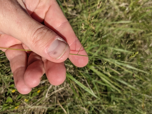 Image of Panicum diffusum by (c) Cleveland Powell, some rights reserved (CC BY)