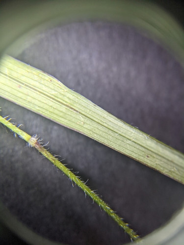 Image of Panicum diffusum by (c) Cleveland Powell, some rights reserved (CC BY)