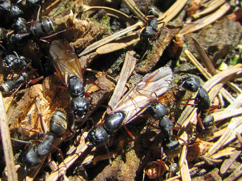 Western Black Carpenter Ant photo 5