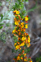 Pultenaea acerosa