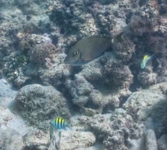 Acanthurus tractus