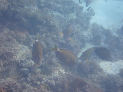 Acanthurus tractus