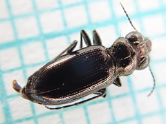 Notiophilus palustris