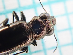 Notiophilus palustris