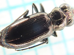 Notiophilus palustris