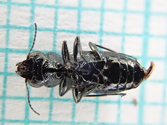 Notiophilus palustris