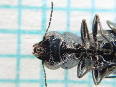 Notiophilus palustris