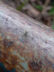 Maeota dichrura