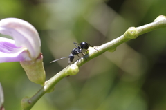 Polyrhachis spinicola