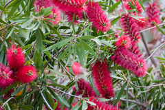 Callistemon