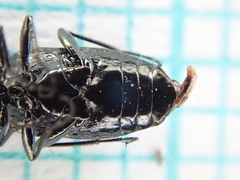 Notiophilus palustris