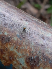 Maeota dichrura