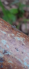 Maeota dichrura
