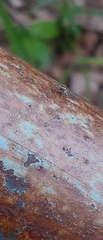 Maeota dichrura