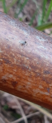 Maeota dichrura