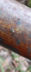 Maeota dichrura