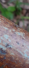 Maeota dichrura