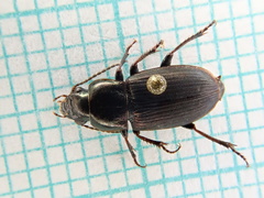 Harpalus distinguendus
