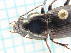 Harpalus distinguendus