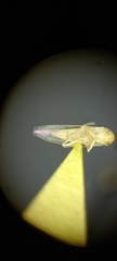 Cicadellidae