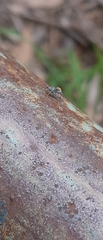 Maeota dichrura