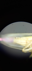 Cicadellidae