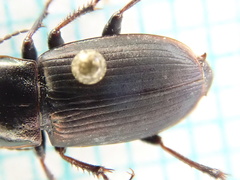Harpalus distinguendus