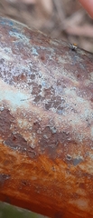 Maeota dichrura