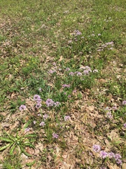 Allium drummondii