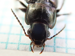 Harpalus distinguendus