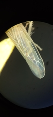 Cicadellidae