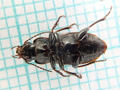 Harpalus distinguendus